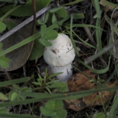 Macrolepiota dolichaula at Dunlop, ACT - 7 Apr 2020