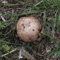 Agaricus sp. (Agaricus) at The Pinnacle - 7 Apr 2020 by Alison Milton