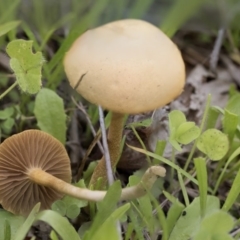 Unidentified Fungus at The Pinnacle - 7 Apr 2020 by Alison Milton