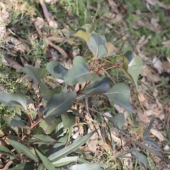 Brachychiton populneus subsp. populneus (Kurrajong) at The Pinnacle - 7 Apr 2020 by AlisonMilton