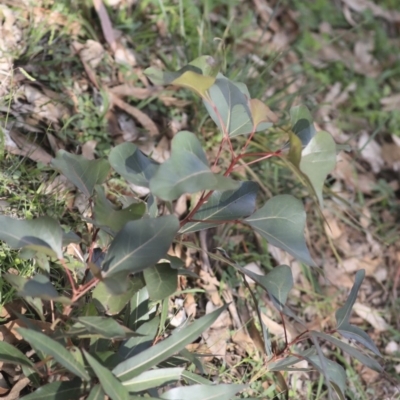 Brachychiton populneus subsp. populneus (Kurrajong) at The Pinnacle - 7 Apr 2020 by AlisonMilton