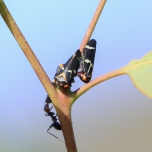 Eurymeloides pulchra at Hawker, ACT - 7 Apr 2020