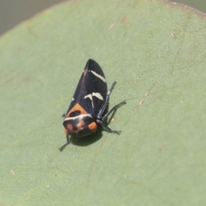 Eurymeloides pulchra at Hawker, ACT - 7 Apr 2020