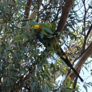 Polytelis swainsonii at Deakin, ACT - 12 Apr 2020