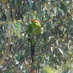 Polytelis swainsonii at Deakin, ACT - 12 Apr 2020