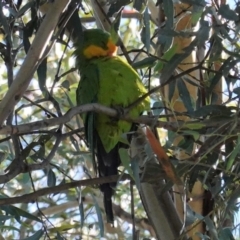 Polytelis swainsonii at Deakin, ACT - 12 Apr 2020