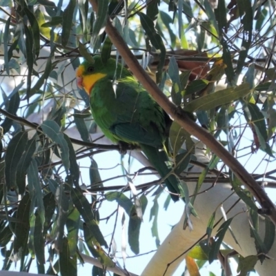 Polytelis swainsonii (Superb Parrot) at Hughes, ACT - 12 Apr 2020 by JackyF