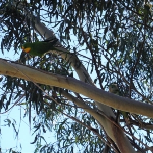 Polytelis swainsonii at Hughes, ACT - 12 Apr 2020