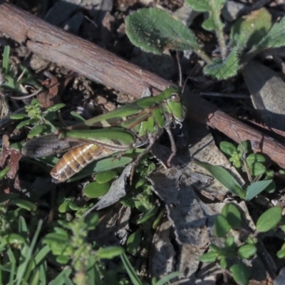 Oedaleus australis (Australian Oedaleus) at Hawker, ACT - 7 Apr 2020 by AlisonMilton