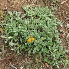 Chrysocephalum apiculatum (Common Everlasting) at Hackett, ACT - 13 Apr 2020 by Sarah2019