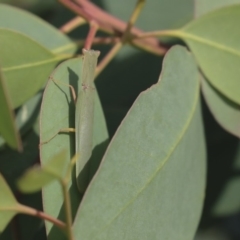 Orthodera ministralis (Green Mantid) at Hawker, ACT - 7 Apr 2020 by AlisonMilton