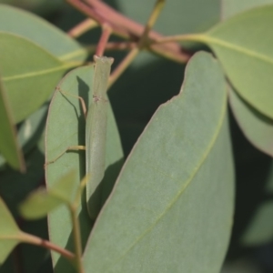 Orthodera ministralis at Hawker, ACT - 7 Apr 2020