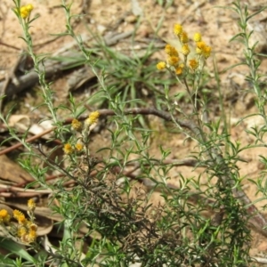 Chrysocephalum semipapposum at Hackett, ACT - 13 Apr 2020