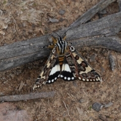 Apina callisto (Pasture Day Moth) at Deakin, ACT - 13 Apr 2020 by JackyF