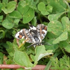 Apina callisto at Deakin, ACT - 13 Apr 2020