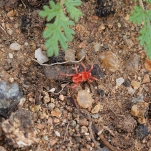 Trombidiidae (family) at Hughes, ACT - 13 Apr 2020