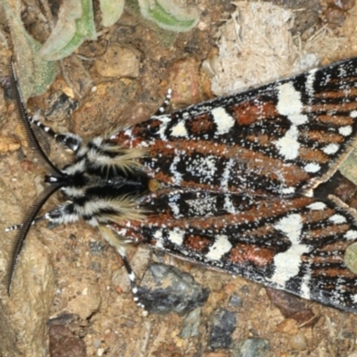 Apina callisto (Pasture Day Moth) at Ainslie, ACT - 13 Apr 2020 by jbromilow50