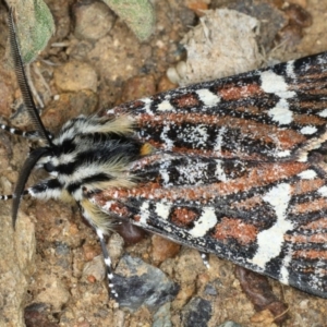 Apina callisto at Ainslie, ACT - 13 Apr 2020