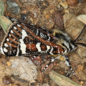 Apina callisto at Ainslie, ACT - 13 Apr 2020