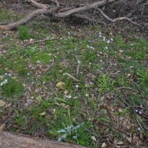 Wahlenbergia sp. at Deakin, ACT - 13 Apr 2020