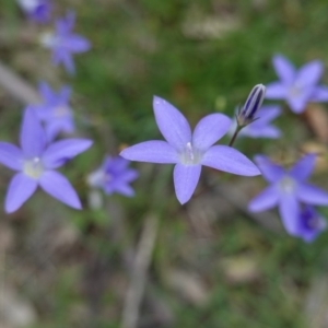 Wahlenbergia sp. at Deakin, ACT - 13 Apr 2020 01:45 PM