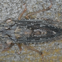 Stenocotis depressa (Leafhopper) at Ainslie, ACT - 13 Apr 2020 by jb2602