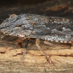 Stenocotis depressa at Ainslie, ACT - 13 Apr 2020