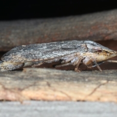 Stenocotis depressa at Ainslie, ACT - 13 Apr 2020