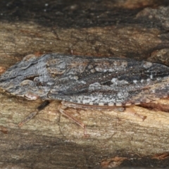 Stenocotis depressa at Ainslie, ACT - 13 Apr 2020