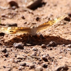 Junonia villida at Majura, ACT - 12 Apr 2020