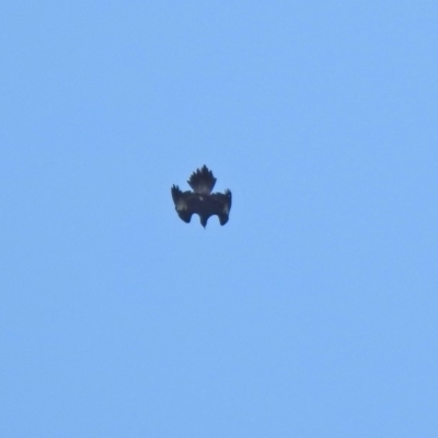 Aquila audax (Wedge-tailed Eagle) at Tuggeranong DC, ACT - 12 Apr 2020 by RodDeb