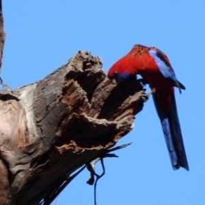 Platycercus elegans at Pialligo, ACT - 12 Apr 2020