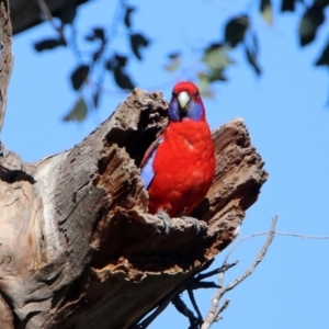 Platycercus elegans at Pialligo, ACT - 12 Apr 2020