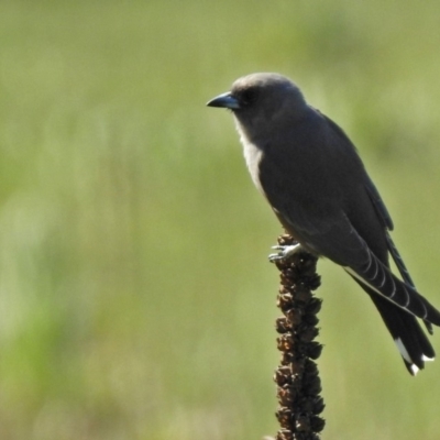 Artamus cyanopterus cyanopterus (Dusky Woodswallow) at Majura, ACT - 12 Apr 2020 by RodDeb