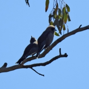 Artamus cyanopterus at Majura, ACT - 12 Apr 2020