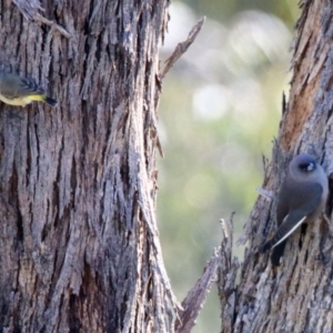 Artamus cyanopterus at Majura, ACT - 12 Apr 2020