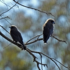 Artamus cyanopterus at Majura, ACT - 12 Apr 2020