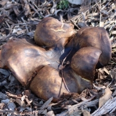 zz bolete at Mount Ainslie - 12 Apr 2020 by RodDeb