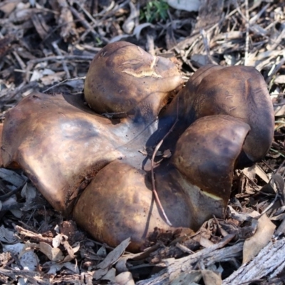 zz bolete at Mount Ainslie - 12 Apr 2020 by RodDeb