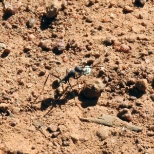 Camponotus suffusus at Majura, ACT - 12 Apr 2020