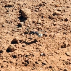 Camponotus suffusus at Majura, ACT - 12 Apr 2020