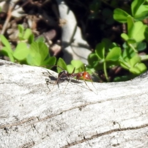 Iridomyrmex purpureus at Mount Ainslie - 12 Apr 2020