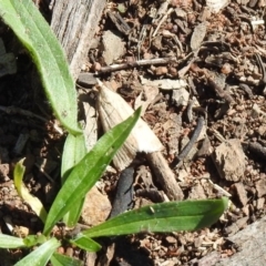 Achyra affinitalis at Mount Ainslie - 12 Apr 2020