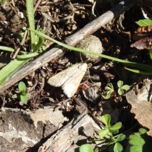 Achyra affinitalis at Mount Ainslie - 12 Apr 2020