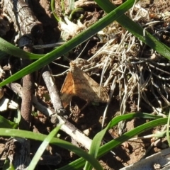 Scopula rubraria (Reddish Wave, Plantain Moth) at Mount Ainslie - 12 Apr 2020 by RodDeb