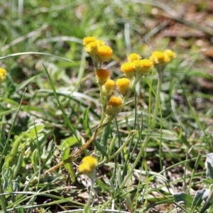 Chrysocephalum semipapposum at Majura, ACT - 12 Apr 2020