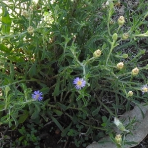 Vittadinia cuneata var. cuneata at Majura, ACT - 12 Apr 2020