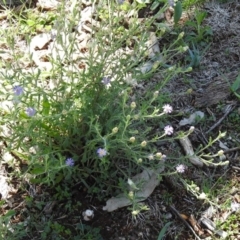 Vittadinia cuneata var. cuneata at Majura, ACT - 12 Apr 2020