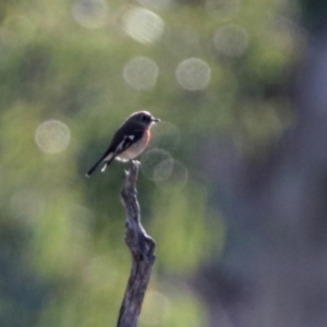 Petroica boodang at Majura, ACT - 12 Apr 2020 02:12 PM