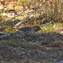 Pyrrholaemus sagittatus (Speckled Warbler) at Majura, ACT - 12 Apr 2020 by RodDeb